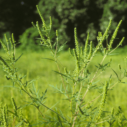 つらいブタクサ花粉の花粉症 時期 症状 対策 アレジオン エスエス製薬