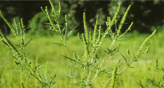 キク科（ブタクサ Ambrosia artemisiifolia）