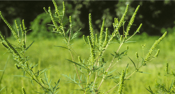 つらいブタクサ花粉の花粉症 時期 症状 対策 アレジオン エスエス製薬