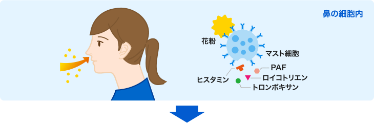 鼻の細胞内