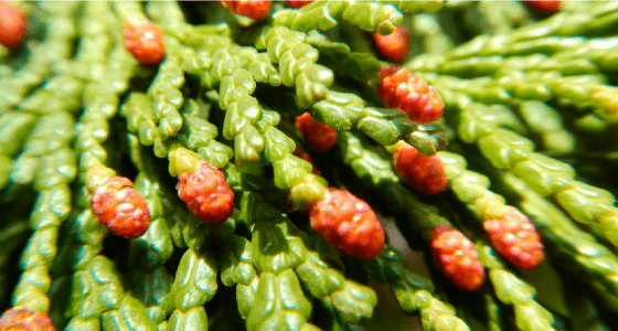 花粉症を引き起こす植物の種類とは スギ花粉 ヒノキ花粉 ブタクサ花粉には要注意 アレジオン エスエス製薬