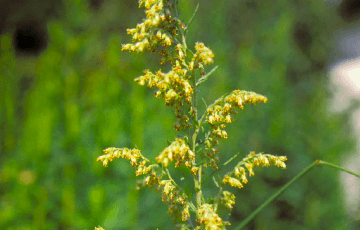 花粉症を引き起こす植物の種類とは スギ花粉 ヒノキ花粉 ブタクサ花粉には要注意 アレジオン エスエス製薬