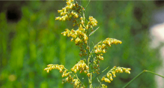 花粉症を引き起こす植物の種類とは スギ花粉 ヒノキ花粉 ブタクサ花粉には要注意 アレジオン エスエス製薬