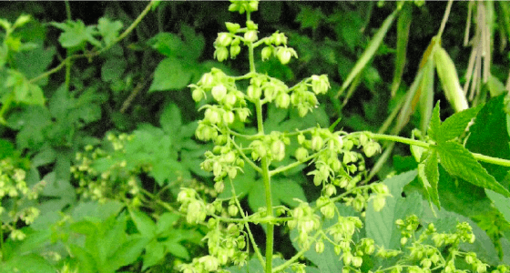 花粉症を引き起こす植物の種類とは スギ花粉 ヒノキ花粉 ブタクサ花粉には要注意 アレジオン エスエス製薬