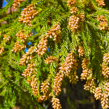 ヒノキ科スギ属（スギ Cryptomeria japonica）