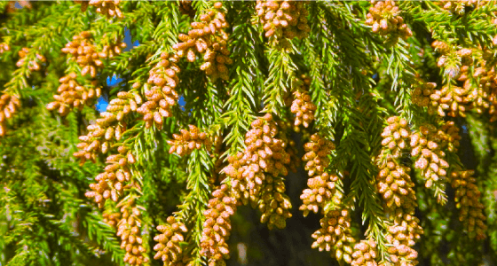 ヒノキ科スギ属（スギ Cryptomeria japonica）