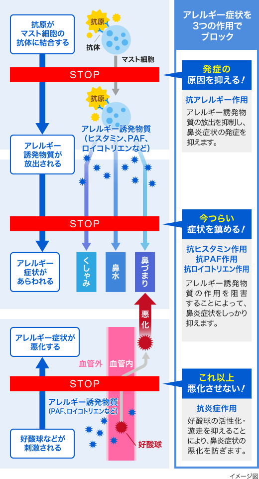 アレルギー症状を3つの作用でブロック