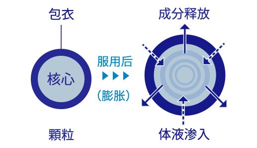 持久药效解析机制（示意图）