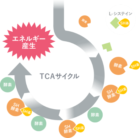 TCAサイクル図