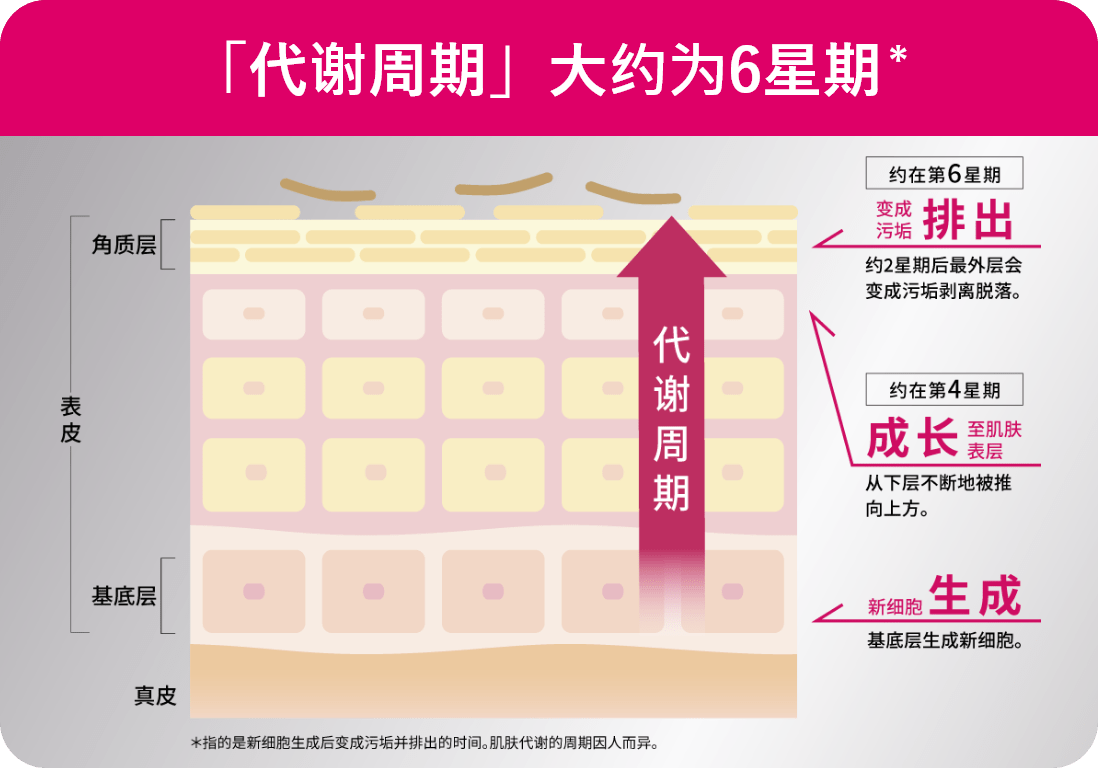 代谢周期模式图