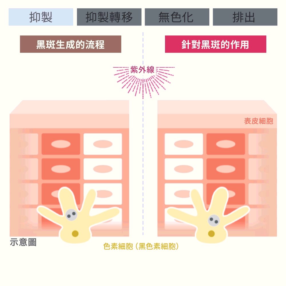 黑斑生成的流程
