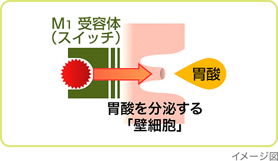 胃酸を分泌する「壁細胞」