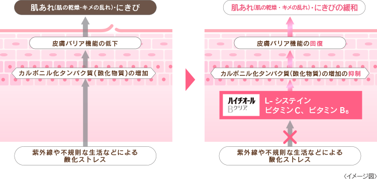 皮膚バリア機能の低下と改善