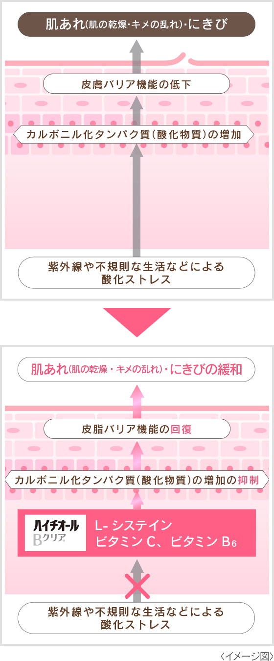 皮膚バリア機能の低下と改善