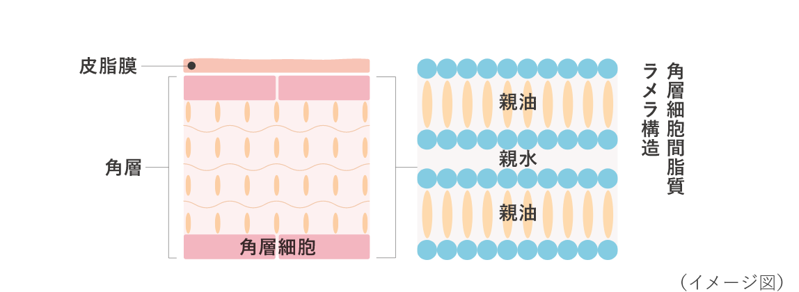 皮脂膜 角層 角層細胞 親油 親水 親油 角層細胞間脂質 ラメラ構造 （イメージ図）
