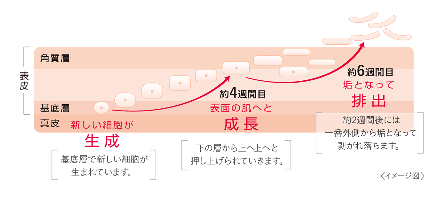 ターンオーバーの図