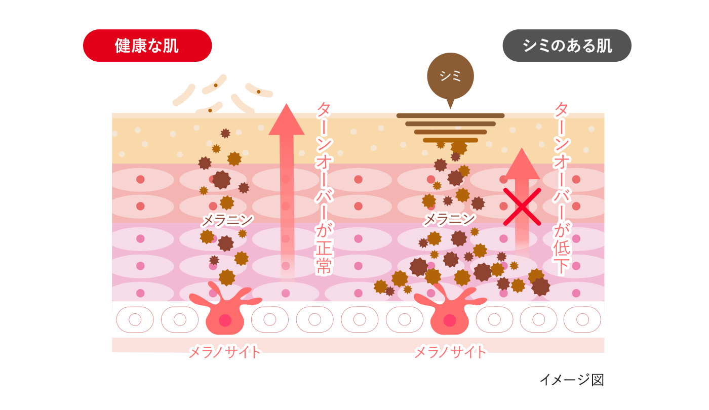 できてしまったシミが治るしくみ ｜ ハイチオール【エスエス製薬】