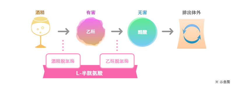 酒精 有害 乙醛 无害 醋酸 排出体外 酒精脱氢酶 乙醛脱氢酶 L-半胱氨酸 ※示意图