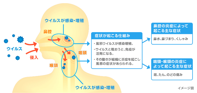 風邪ウィルスの侵入経路と主な感染部位、症状
