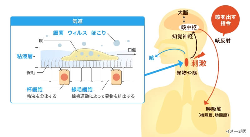 咳は異物や痰を排出するための防御反応のイメージ図