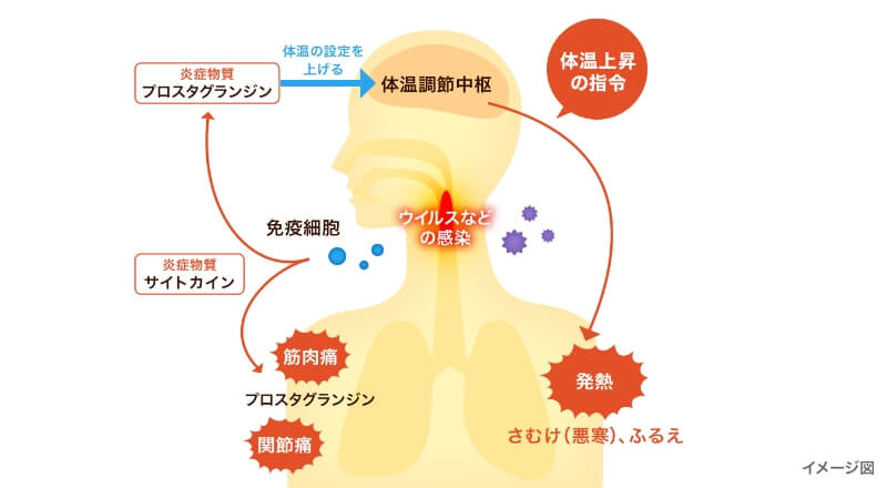 風邪による発熱で、ウイルスを撃退しようと体温を上げているイメージ図