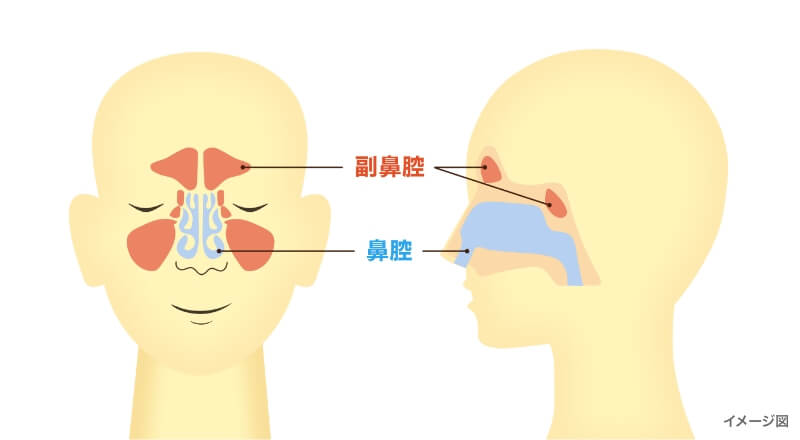 鼻の中の構造のイメージ図