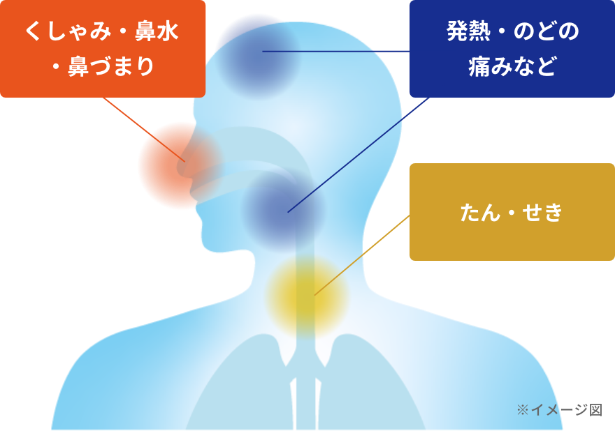 くしゃみ・鼻水・鼻づまり　発熱・のどの痛みなど　たん・せき（イメージ図）