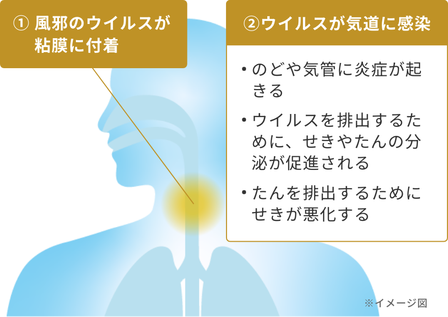 ①風邪のウイルスが粘膜に付着②ウイルスが気道に感染：のどや気管に炎症が起きる、ウイルスを排出するためにせきやたんの分泌が促進される、たんを排出するためにせきが悪化する