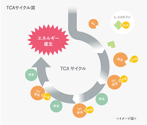 TCAサイクル図