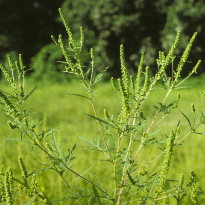 キク科（ブタクサ Ambrosia artemisiifolia）
