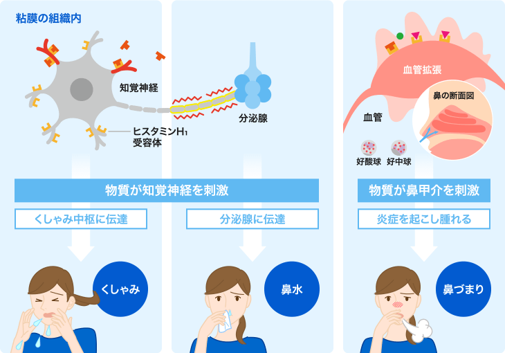 粘膜の組織内