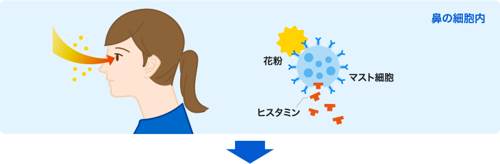 鼻の細胞内