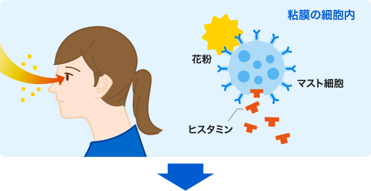 鼻の細胞内