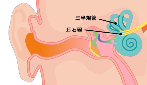 耳石器（じせきき）と三半規管　イメージ図