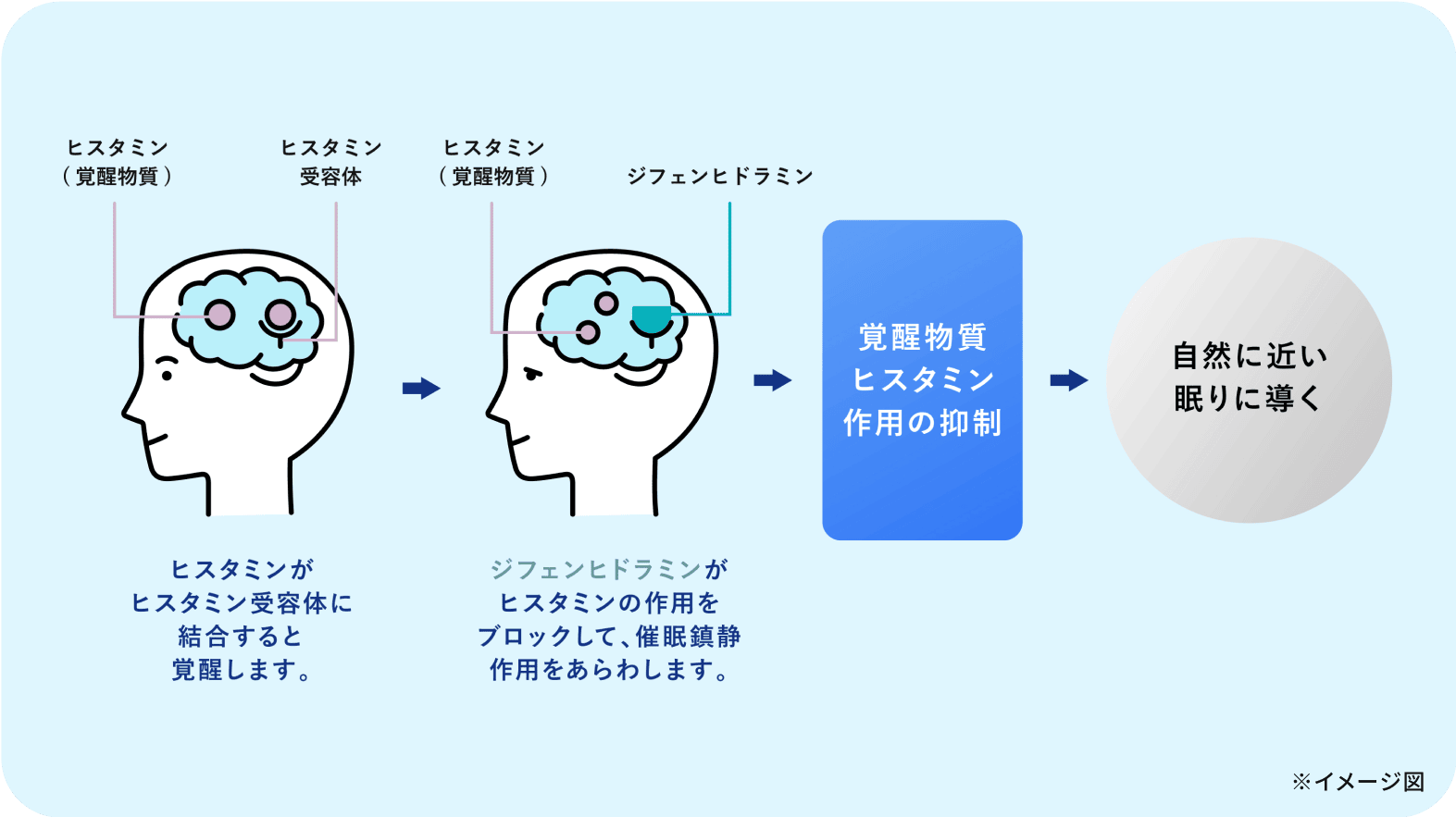 ヒスタミンがヒスタミン受容体に結合すると覚醒します。 ジフェンヒドラミンがヒスタミンの作用をブロックして、催眠鎮静作用をあらわします。