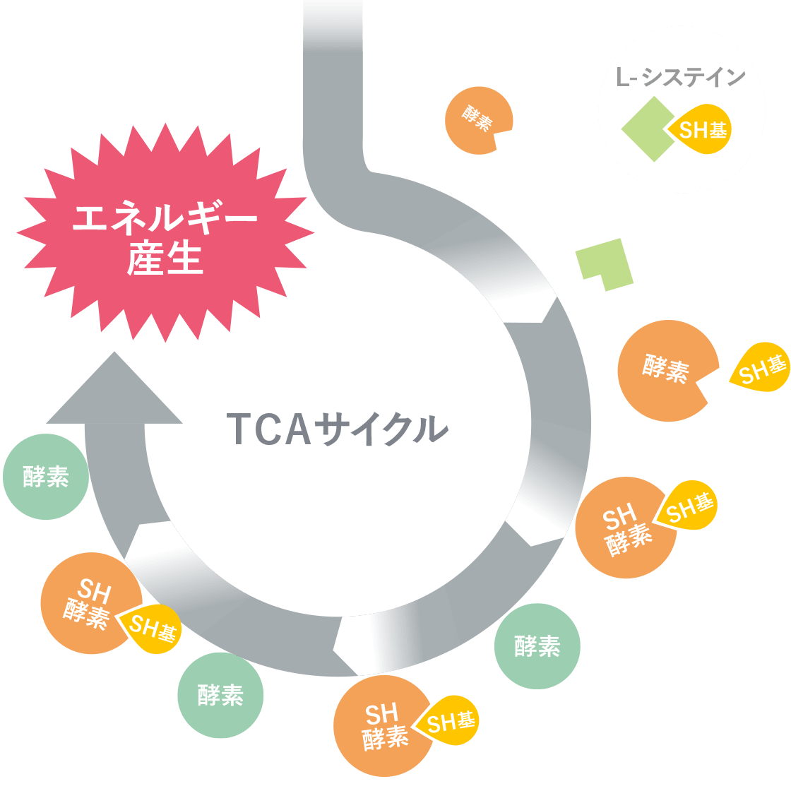 TCAサイクル図