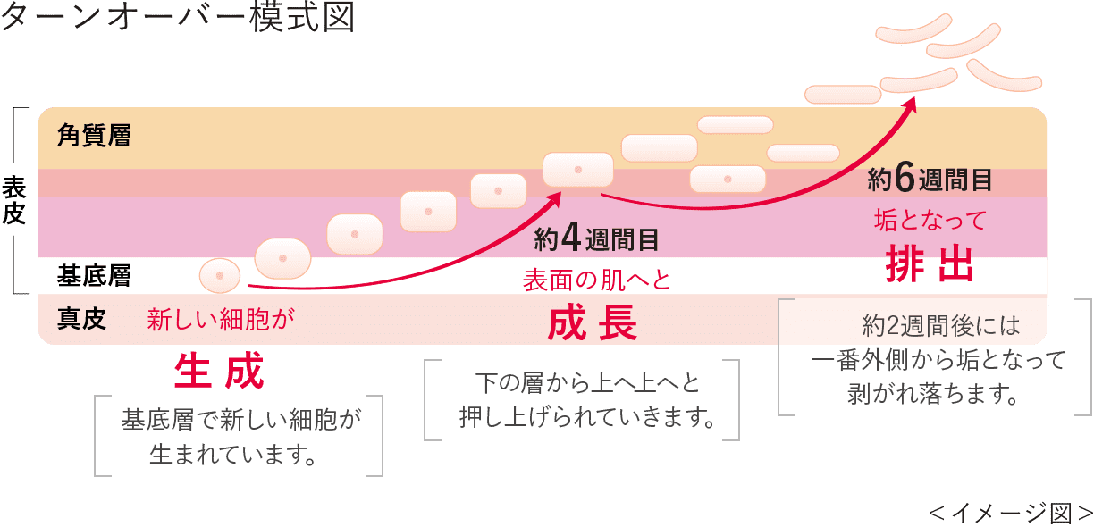 ターンオーバー模式図