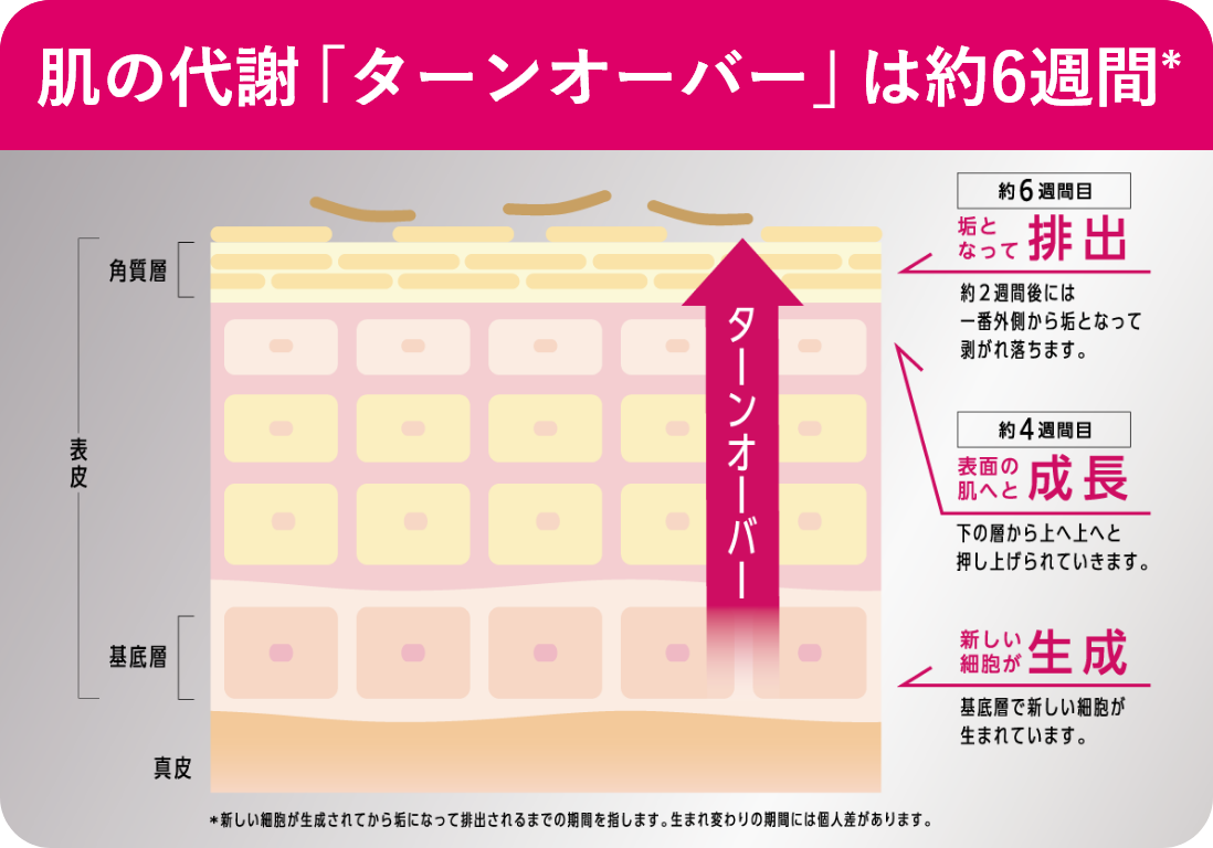 ターンオーバー模式図 肌の代謝「ターンオーバー」は約6週間 ※新しい細胞が生成されてから垢になって排出されるまでの期間を指します。生まれ変わりの期間には個人差があります。