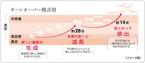 肌のターンオーバー（代謝）のイメージ図