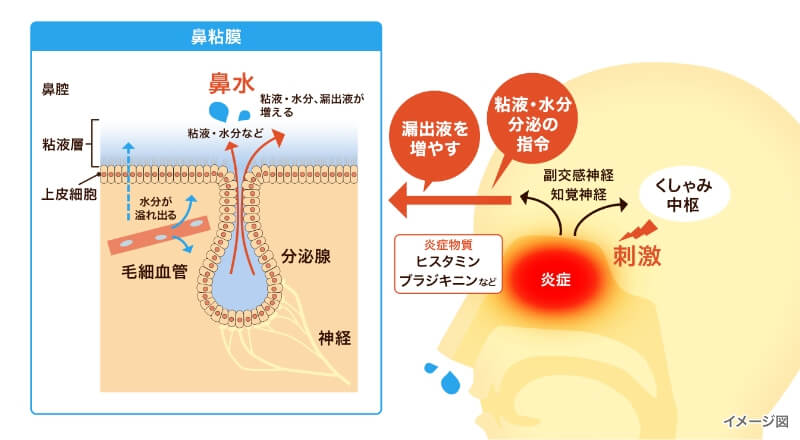 炎症物質により鼻粘膜の粘液や水分の分泌が増えて鼻水になるイメージ図